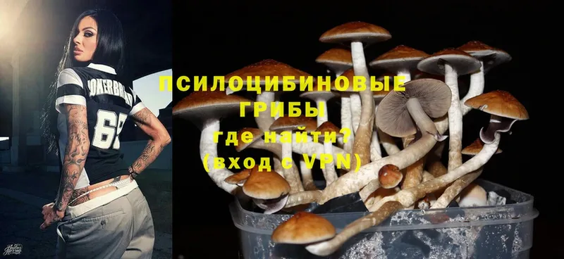 Галлюциногенные грибы Cubensis  купить  сайты  Сатка 